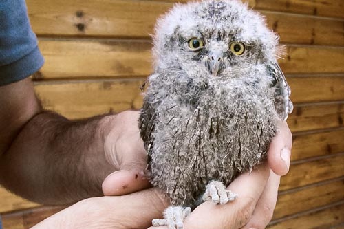 Mártioda, um hospital para animais