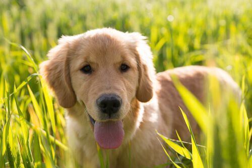 Você quer ter mais amigos? Adote um cão!