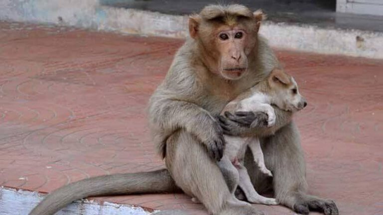 Macaca que adotou um filhote de cão na África