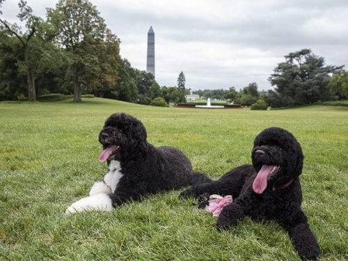 Bo e Sunny, os cães de Obama