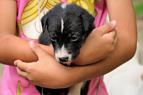Seu filho pode aprender a cuidar de um animal de estimação através de brincadeiras