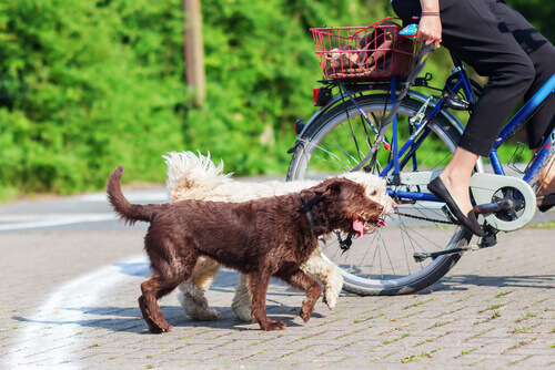 Dicas para andar de bicicleta com o seu cão