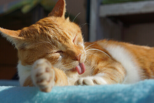 Por que todos deveríamos ter um gato em casa?