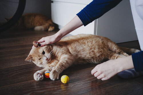 Você quer ser voluntário para ajudar os animais?