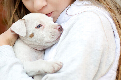 Os animais como terapia para o Transtorno do Espectro Autista