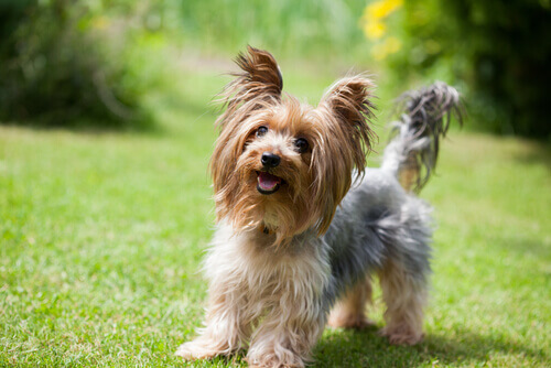 Yorkshire Terrier: um cão pequeno com grande personalidade