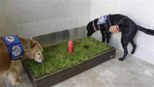 Você sabia que existem banheiros para animais de estimação nos aeroportos?