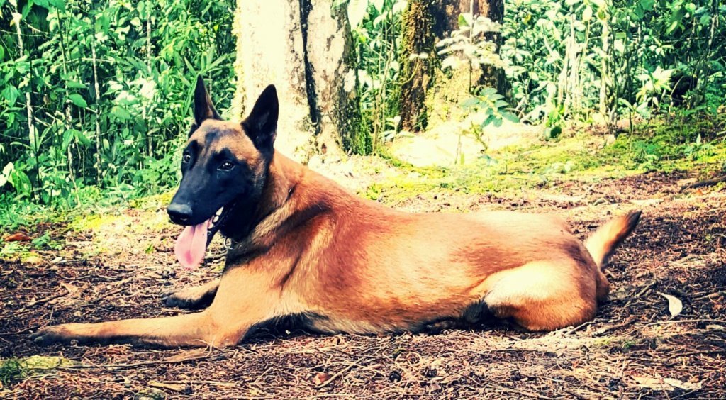 Bones, o cachorro que busca desaparecidos na Colômbia