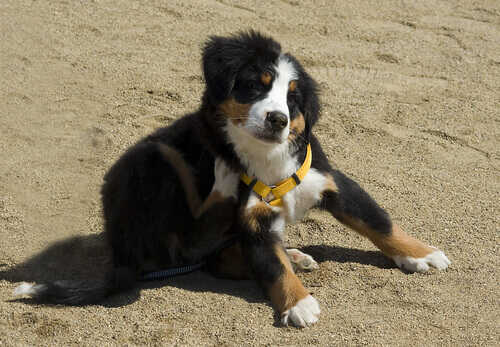 Alergia a pulgas: cuidados extras