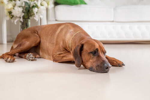 O pessimismo também é perigoso para os cães