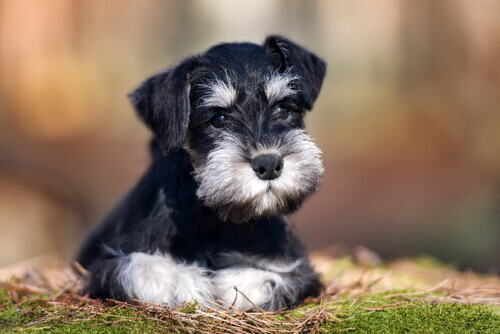 Os cães Schnauzer, nossos melhores amigos