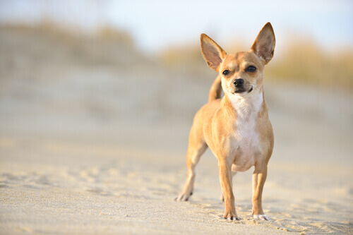 Cães Chihuahua, ideais para pequenas residências