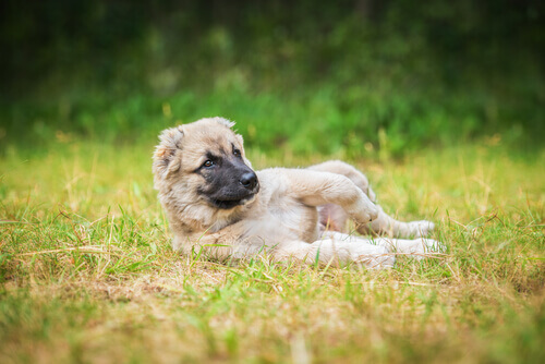 Por que os cães adoram chafurdar em lugares sujos