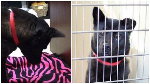 Esta cadelinha não sabe dormir deitada por causa dos maus-tratos