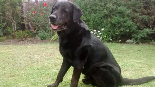 Tibo, um cachorro paralítico que voltou a andar graças ao amor de seu dono