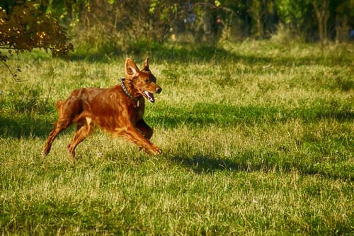 Os 8 erros cometidos quando levamos nosso cachorro ao parque