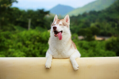 Os cães conseguem saber que horas são?