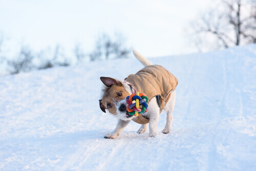 Por que o cão sacode os brinquedos?