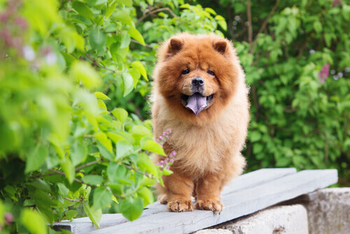 Filhote de Chow Chow