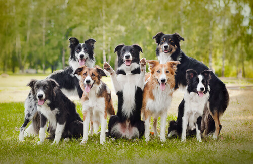 21 coisas que você não sabia sobre cães e que lhe deixarão sem palavras. Parte 2