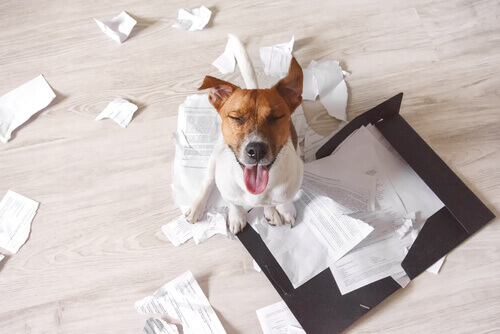 3 conselhos para que seu cão não destrua sua casa quando você não estiver nela