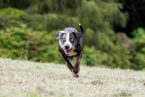Finalmente estão proibidas as corridas de cachorros