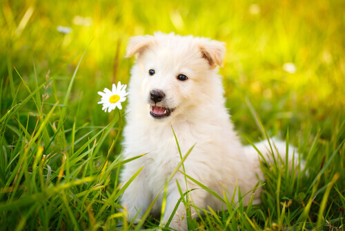 As melhores frases sobre cães que encantarão você