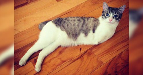 Uma gatinha de duas patas e sua comovente história: Dino Cat