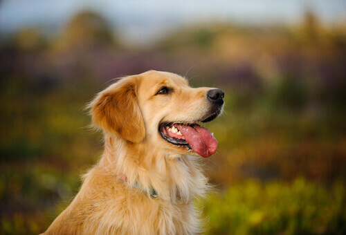 Golden Retriever: um dos melhores cães para famílias
