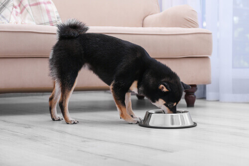 Doenças caninas comuns causadas por uma má alimentação