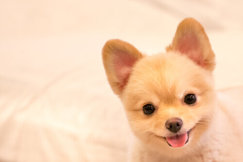 Dez nomes para cachorros ideais para os bichinhos mais travessos