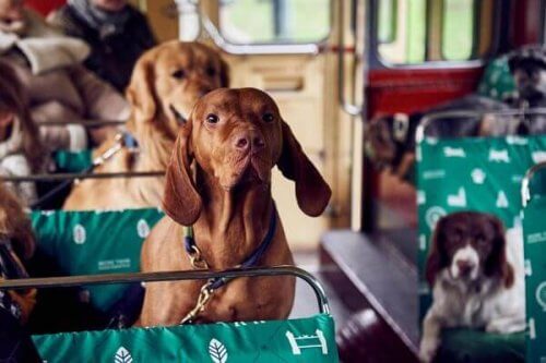 Londres inaugura um ônibus para cachorros