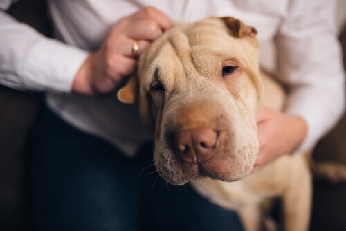 Saiba o porquê dos nossos animais nos conhecerem melhor do que ninguém
