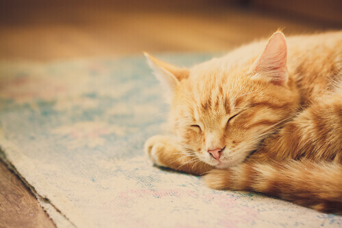 Por que os gatos dormem tanto?