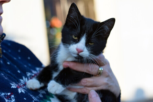 Um estudo sobre como os gatos se comunicam com os próprios donos