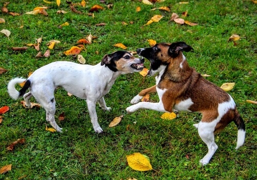 Como você pode impedir uma briga entre cães?