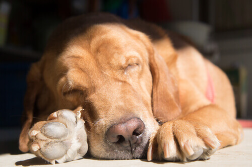 Seu cão adota posições diferentes para dormir de acordo com a situação