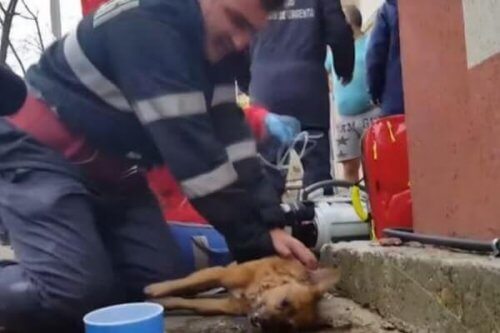 Um bombeiro consegue salvar a vida de um cachorro através da respiração boca a boca