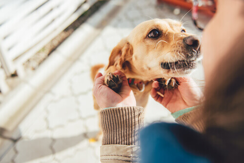 10 coisas que seu cão quer que você saiba