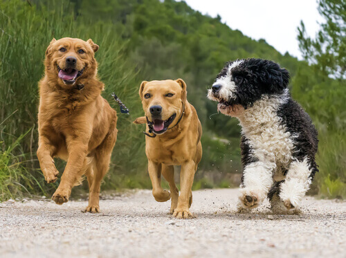 Como lidar com o cio de uma cachorrinha em casa