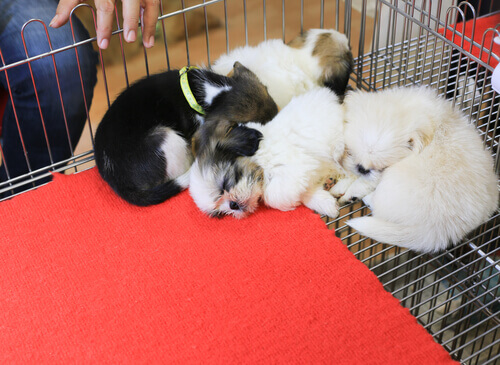 Descubra a cidade onde só se poderão vender animais resgatados