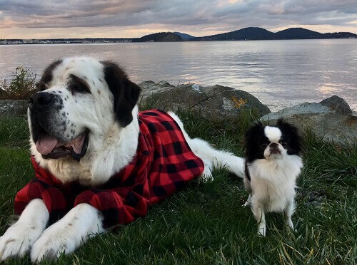 Blizzard e Lulu, dois amigos engraçados