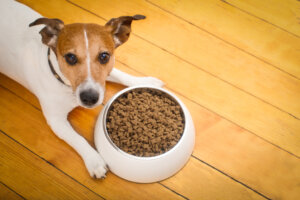 Como as mudanças de alimentos afetam a saúde do cão