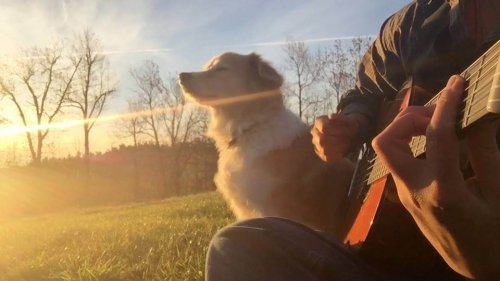 cão com dono no sol