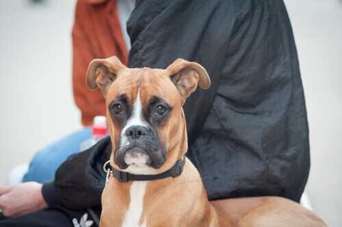 Terapia neural para cães