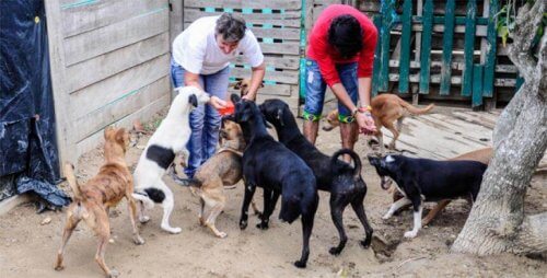 Prefeitura colombiana manda desalojar uma fundação com animais resgatados