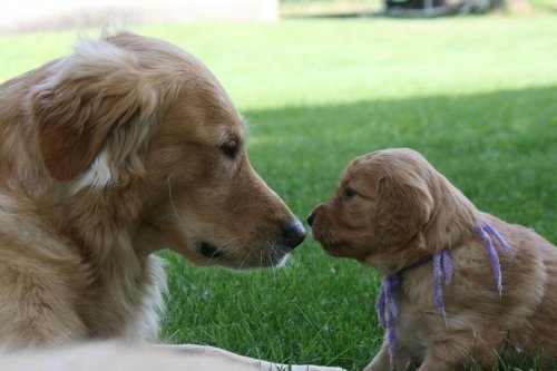 Avidog, uma nova rede social que ajuda os cães, jovens e avôs