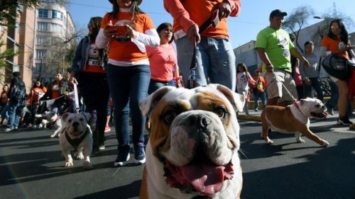 Perroton: a corrida solidária mais canina que já aconteceu