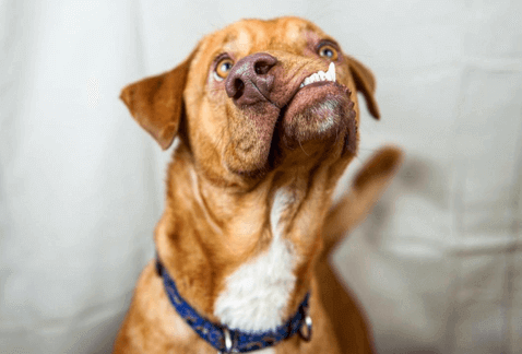 Uma nova chance para o cão Picasso