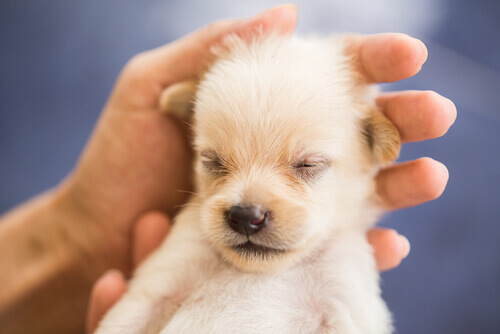 Como ter um cão tranquilo